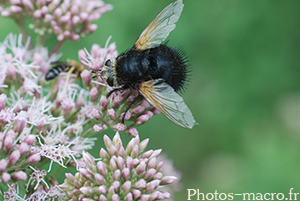 Tachina grossa